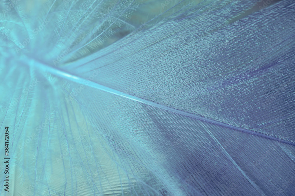 Poster close up bird feather. beautiful background texture. macro photography view.