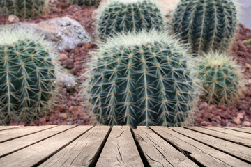 Fototapeta premium wooden table with space for your photo montage and cactus background