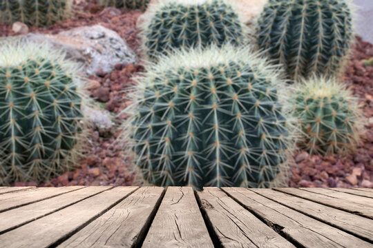 wooden table with space for your photo montage and cactus  background