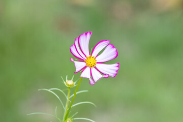 Fototapeta premium 美しいコスモス