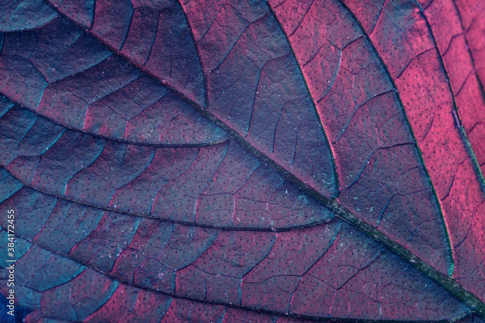 Poster close up beautiful abstract leaf in neon light. minimalism modern style concept. background pattern 
