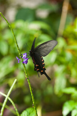 Butterfly is sucking flower nectar.
The name of this butterfly is Spangle.
Scientific name is Papilio protenor.