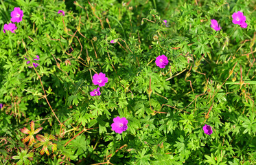 Geranium sylvaticum, wood cranesbill or woodland geranium, species of hardy flowering plant in...