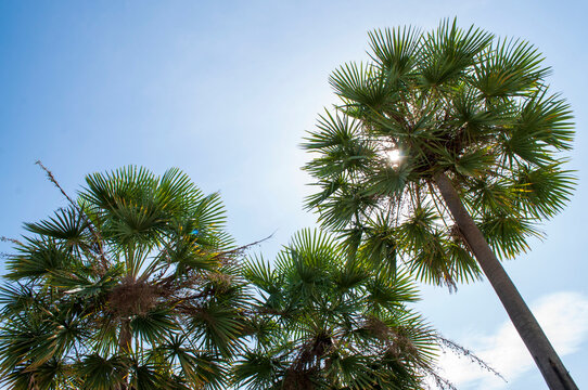 Palm trees in summer sky