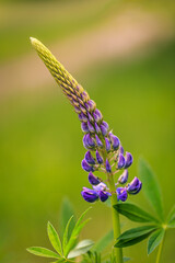 Flower of Lupinus polyphyllus, also known as garden lupin, on blurred background in close-up view.