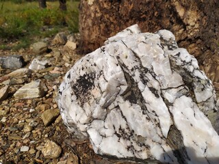 stone in the forest