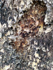 bark of a tree