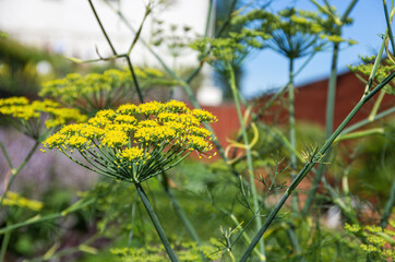 Flowering Umbels Of Dill