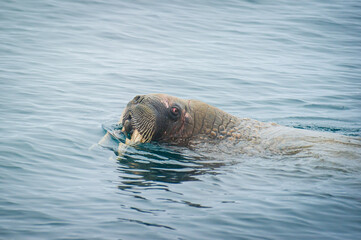 Walrus swims in the water in the Arctic, on Franz Josef land. Wildlife