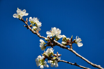 white cherry blossom