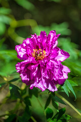 Peony violet flower in close-up view on a blurred background.