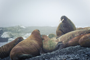 Walruses lie on a beach in the Arctic, on Franz Josef land. Wildlife