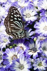 Fototapeta na wymiar Butterfly is sucking flower nectar.The name of the butterfly is Ceylon blue glassy tiger. Scientific name is Ideopsis similis.