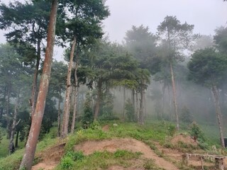 Fog on the hill