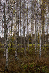 Birch stems together in a grove