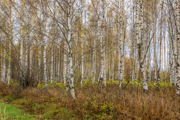Birch trees in the forest