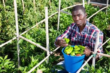 Positive afro male farmer picking carefully bell peppers in bucket on plantation. High quality photo