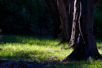 Botanic garden, tree, grass and nature background