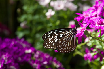 Butterfly is sucking flower nectar.The name of the butterfly is Ceylon blue glassy tiger.
Scientific name is Ideopsis similis.
