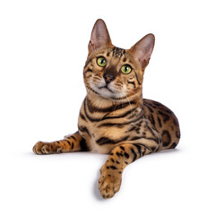 Handsome young male Bengal cat laying down front view with paw over edge, looking to camera. Isolated on white background.