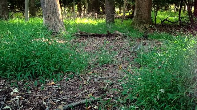 grey squirrels chase