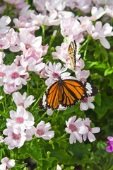 Butterfly is sucking flower nectar.
The name of this butterfly is Common tiger.
Scientific name is Salatura genutia.

