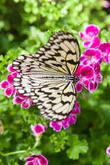Butterfly is sucking flower nectar.
The name of the butterfly is Tree Nymph Butterfly,Rice Paper butterfly.
Scientific name is Idea leuconoe Erichson, 1834.
