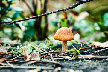 close up of a mushroom on forest ground
