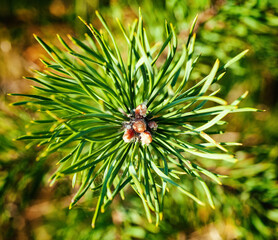 Naklejka na ściany i meble pine tree needles sprawled out from the center close-up