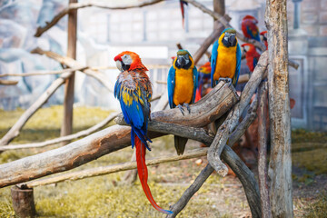 large cockatoo parrots sitting on a branch