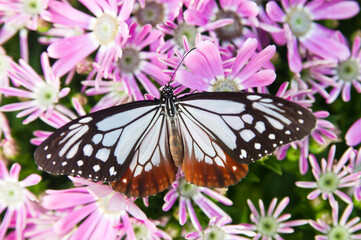 Fototapeta na wymiar Butterfly is sucking flower nectar. The name of the butterfly is chestnut tiger. Scientific name is Parantica sita.