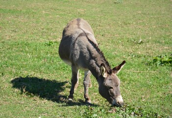 Naklejka na ściany i meble A Donkey out grazing on a sunny day in the fall.