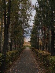 Fototapeta premium path in the woods