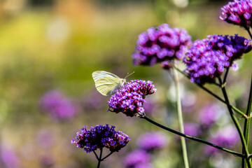 Butterfly resting on purple flower