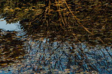 Fototapeta na wymiar autumn pond