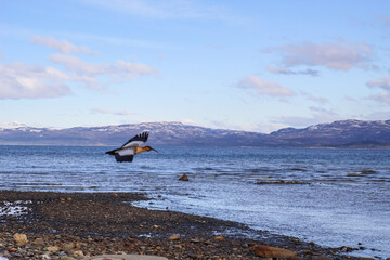seagull on the beach