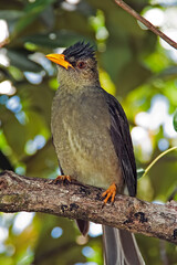 A bird with a bright yellow beak and yellow paws sits on a branch and looks at the photographer.