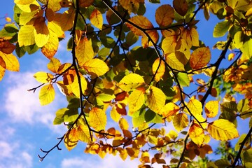 autumn leaves in the sun