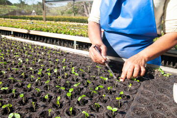 person working with native tree seedlings