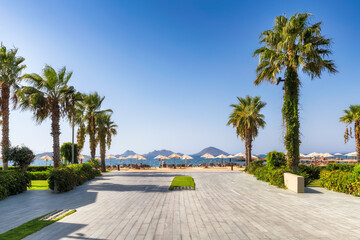 Fototapeta na wymiar Palm trees in beautiful beach with sun umbrellas and Aegean sea in Turgutreis, Bodrum, Turkey 