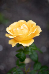 Medium yellow or golden-yellow, apricot shading Floribunda Easy Going rose.