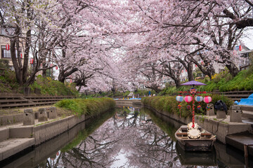 埼玉、元荒川の桜並木