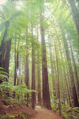 Fototapeta premium Redwood trees from bottom up, in Redwoods Whakarewarewa Forest, Rotorua, New Zealand