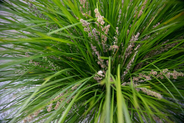 Australian native green lomandra longifolia tanika grass or basket grass