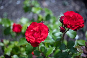 Orange or deep orange-red Floribunda Ponderosa roses with mild fragrance.