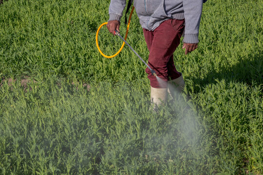 plantation fumigation Gypsophila paniculata