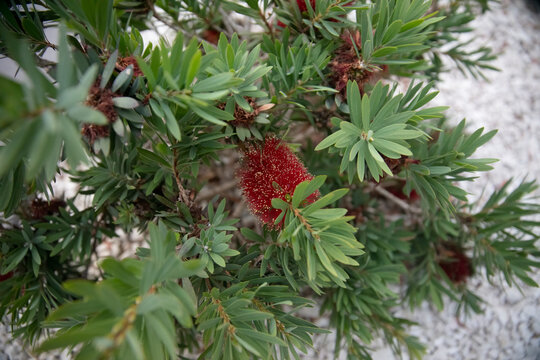 Red Australian Bottle Brush Callistemon Sp