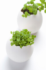 エッグプランツ