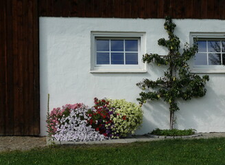 Fototapeta na wymiar Hausfassade mit Birnbaum