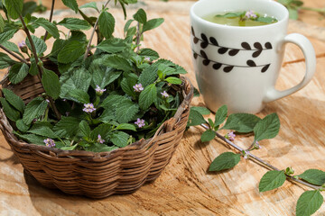 Lippia alba - Fresh leaves of soon relief medicinal plant.